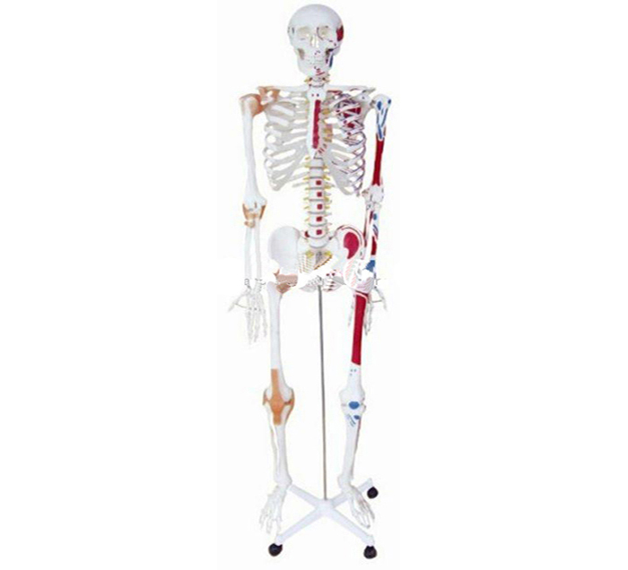 Click to view all images Modèle squelette humain avec muscles et ligaments