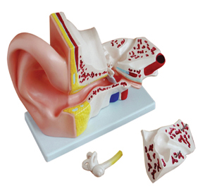 Click to view all images Modèle coupe oreille