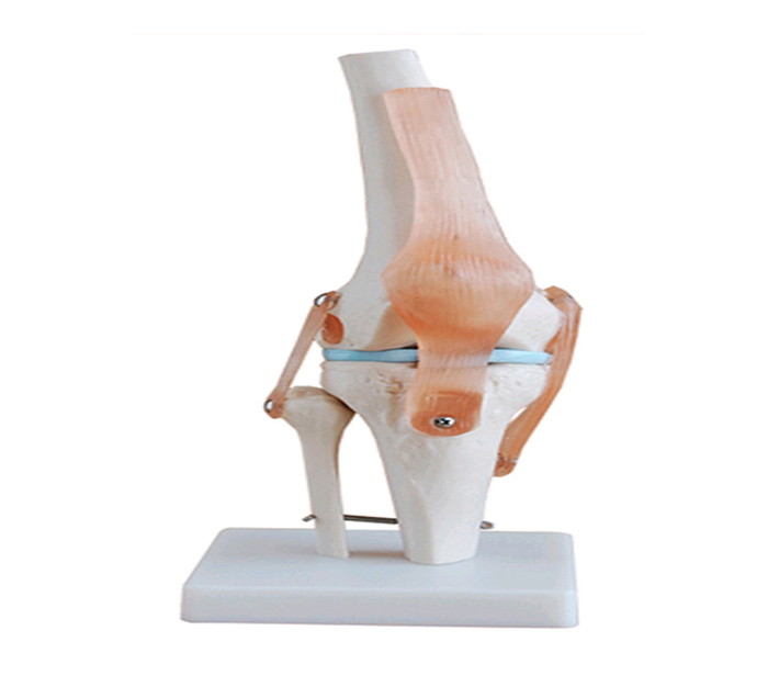 Click to view all images Modèle articulations genou avec ligaments