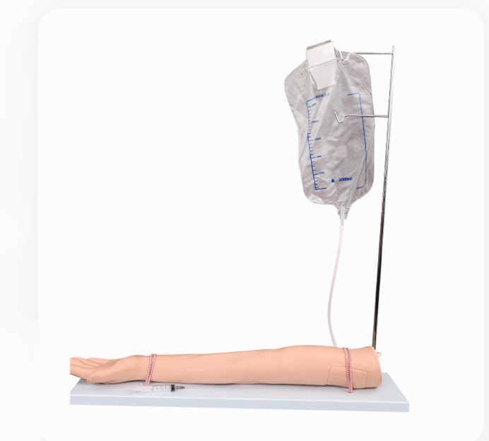 Click to view all images Modèle bras d'injection intraveineuse