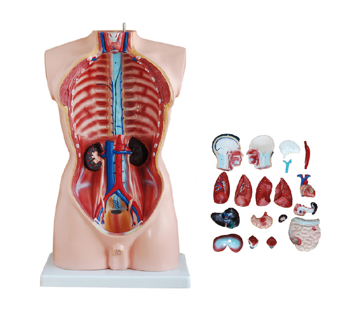 Modèle torse humain pour homme 2