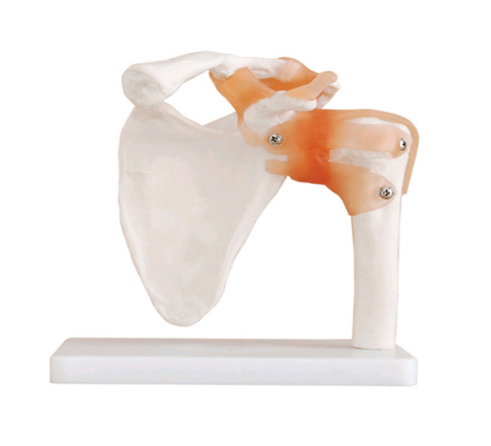 Click to view all images Modèle articulations épaule avec ligaments