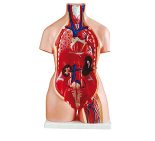 Modèle torse humain asexue pour femme et homme 2