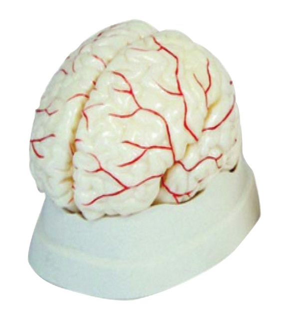 Click to view all images Modèle cerveau avec artère