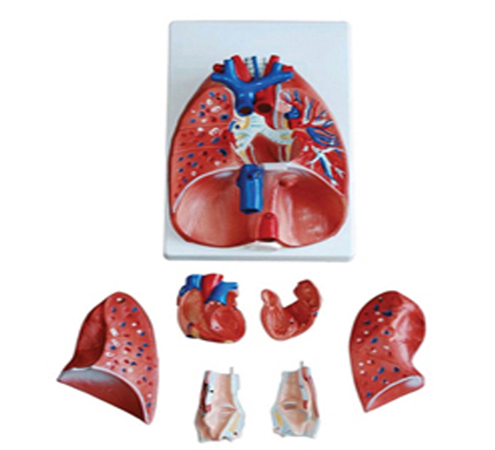 Modèle coupe larynx, coeur, poumons 2
