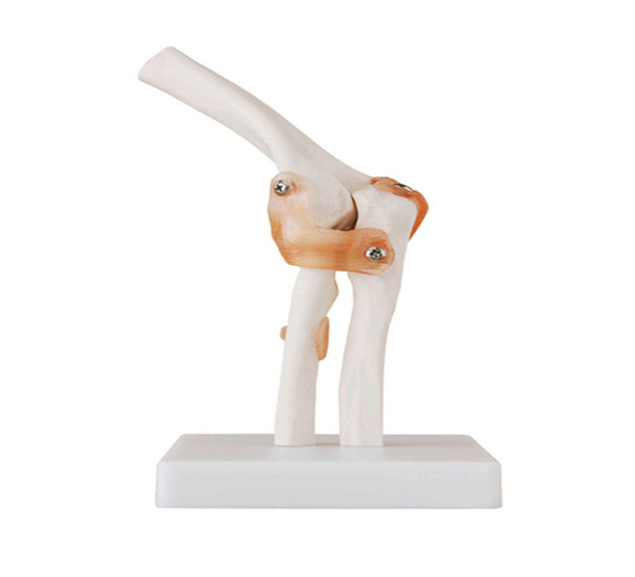 Click to view all images Modèle articulations coude avec ligaments